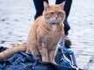 Official Trailer - A Street Cat Named Bob