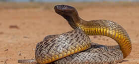 How to identify the Inland Taipan snake: Key features, habitat clues, and more